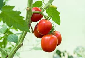 Green World Tomato Suhyana For Kitchen Gardening (10 Seed (Pack Of 4 ...