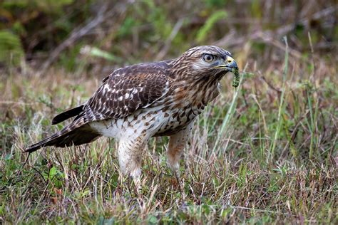Image result for Hawk Catching Cat