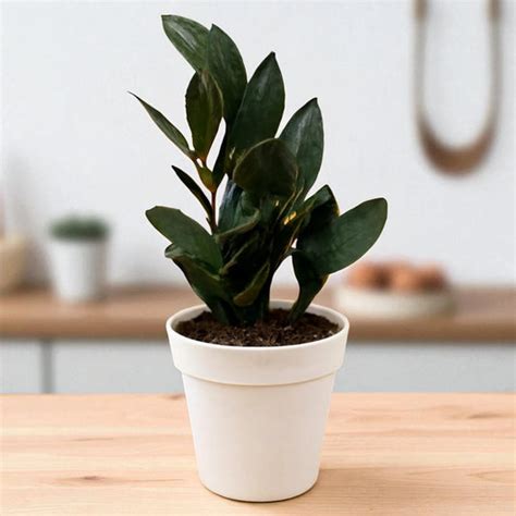 Indoor Plants Online For Home and Office | Starts @ ₹59 – Plant Orbit