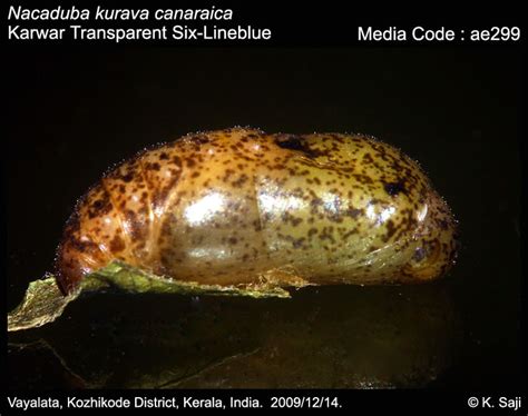 Nacaduba kurava | Butterfly