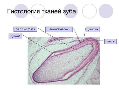 Клиническое и функциональное строение зубов Гистология зубных тканей