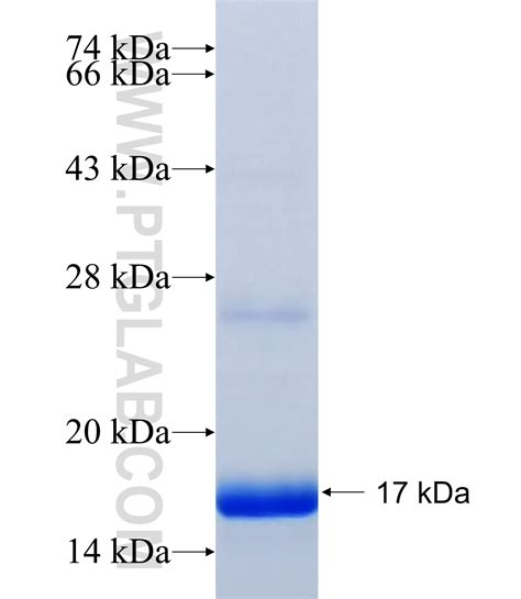 GPX4 Fusion Protein Ag30650 | Proteintech