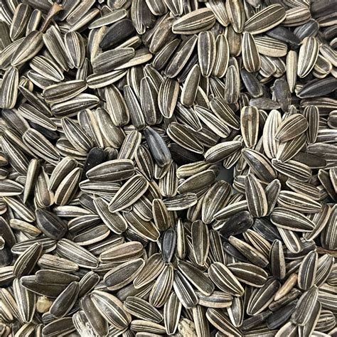 VM Mart Striped Sunflower Seed for Bird Food - VM Pets Mart