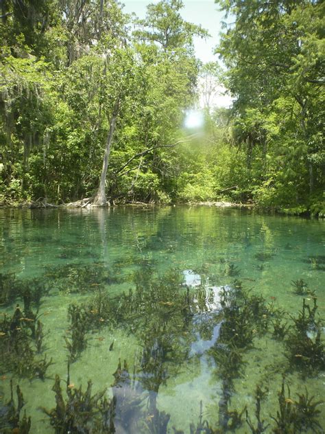 Swamp 的图像结果