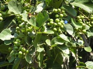 SHOP 360 GARDEN Cordia dichotoma, Fragrant manjack, Lasoda Tenti ...