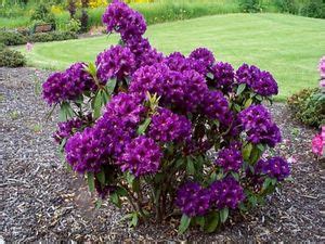 Image result for Transformer Model for Machine Translation Example