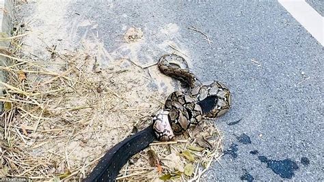 Python Kills Cobra 的图像结果