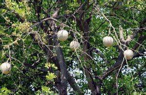 kodbel Elephant Creeper plant Price in India - Buy kodbel Elephant ...