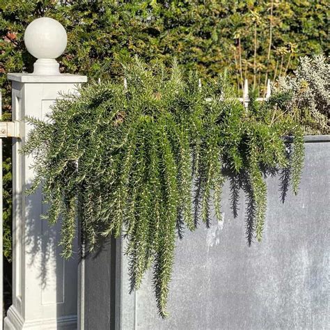 9 Best Trailing Plants for Evergreen Winter Hanging Baskets