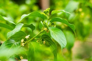 8 Effective Herbs to Lower Blood Sugar Levels | PharmEasy