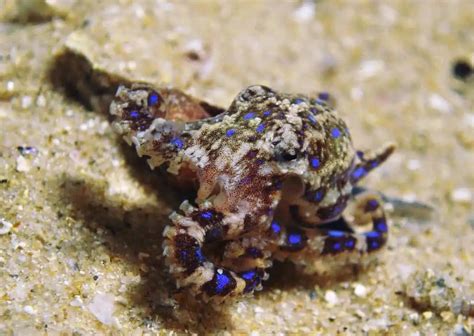Image result for Blue-Ringed Octopus Behavior