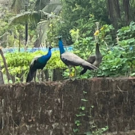 POOTHALI HOMESTAY (Nileshwar) - Hotel Reviews, Photos, Rate Comparison ...