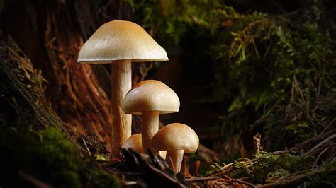 Grower Vs. Shower: Differences, And Why It Doesn't Matter