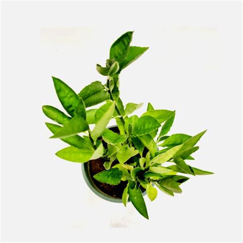 Buy Pedilanthus Green Plant - Backbone of Devil Plant online at best price