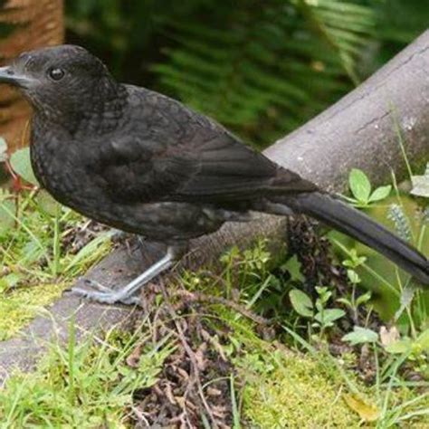 桑氏偽齒鳥——最大飛鳥 - 每日頭條