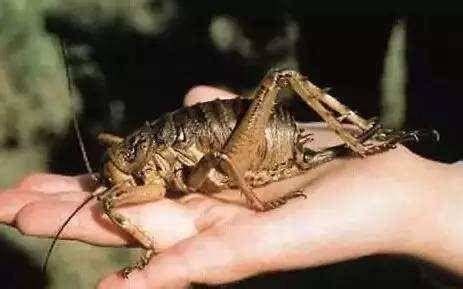 Image result for Alien Romulus Rain Dbd