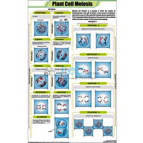 Plant Cell Meiosis Chart India, Plant Cell Meiosis Chart Manufacturer ...