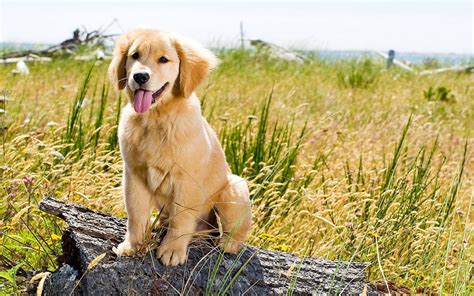 Cute Golden Retriever Puppies Wallpaper (56+ images)