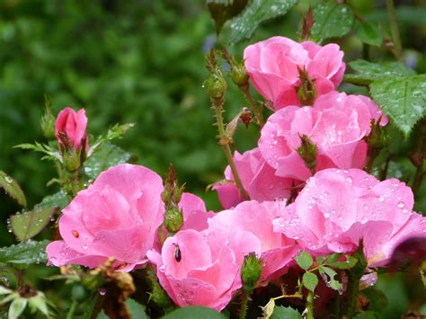 Roses, Pink color, Flower-bud, HD Wallpaper | Rare Gallery