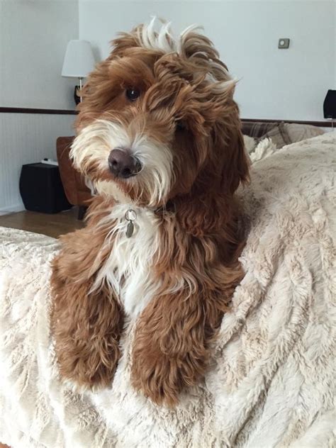 Image result for Cheap Cockapoo