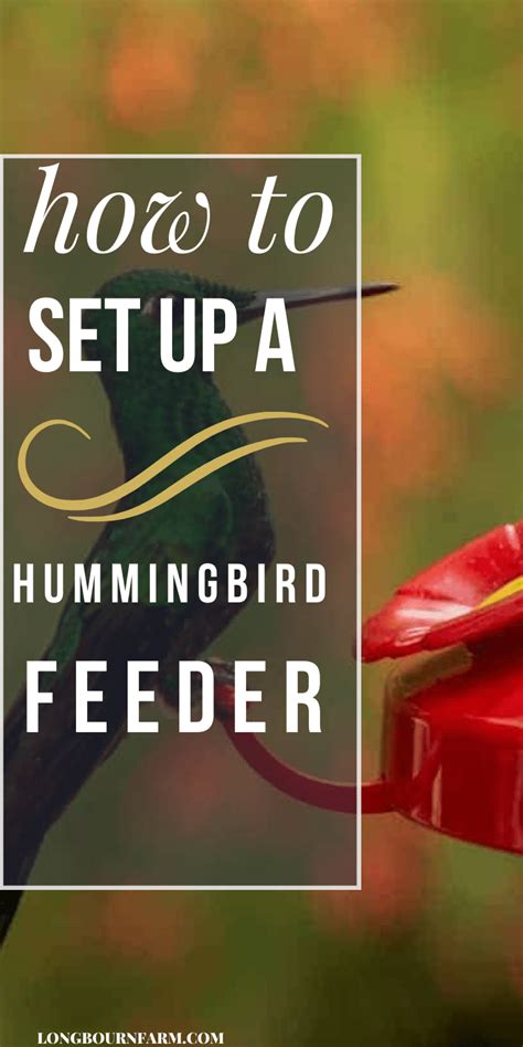 Image result for Hummingbird Feeder Setup