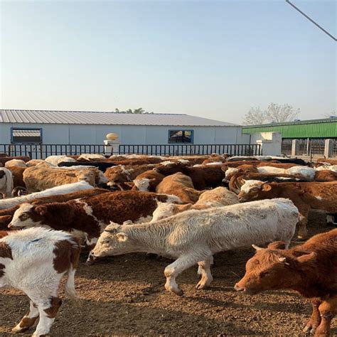 宣城养牛大型养殖场 宣城养牛大型养殖场-食品商务网
