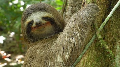 Animal Misfits | Three-toed Sloth: The Slowest Mammal in the World ...
