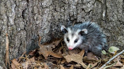 How to Identify Opossum Poop (Size, Shape, and Location)