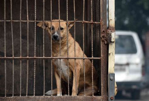 How India aims to reduce conflicts over feeding stray dogs, resolve ...