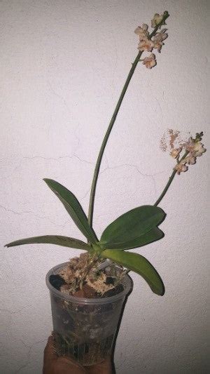 Doritis Pulcherima x Phalaenopsis Cornu Cervi – EXOTICA ORCHIDS