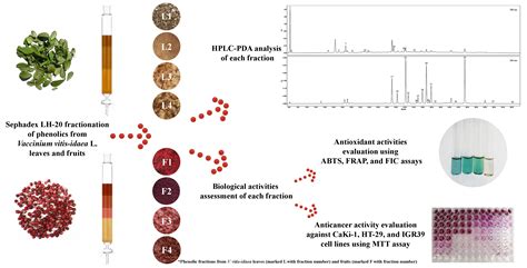 Phenolic Fractions from Vaccinium vitis-idaea L. and Their Antioxidant ...