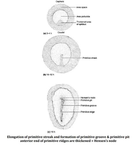 Chick Embryo Development 的图像结果