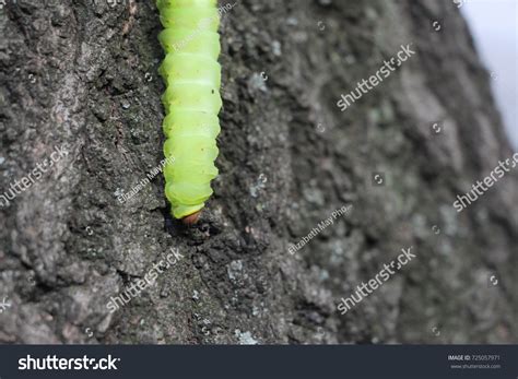 Polyphemus Moth Caterpillar Study Stock Photo 725057971 | Shutterstock