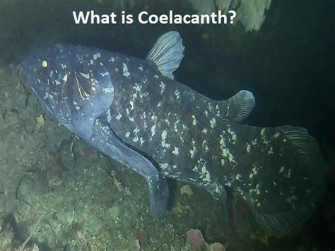 Know about great white-shark-sized ancient fish Coelacanth