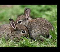 Image result for Baby Bunnies GIF