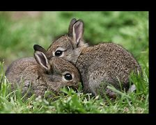 Image result for Bunnies Hugging a Plants Re