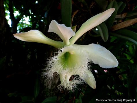 Pensamientos Maupinianos: Rhyncholaelia digbyana flor nacional de ...