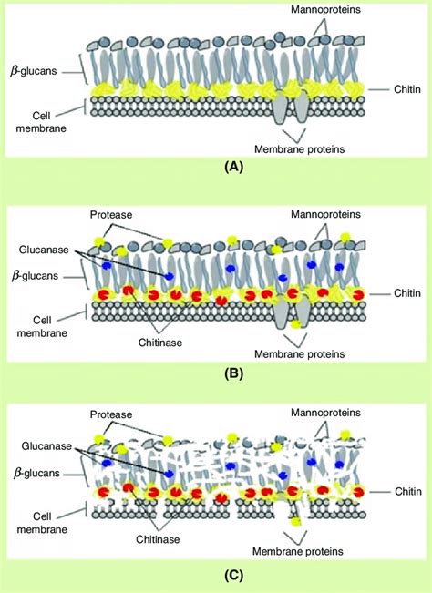 Fungi Cell Structure 的图像结果