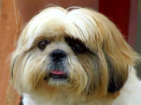 Best Summer Haircuts for Shih Tzu: Styles, Tips and Benefits