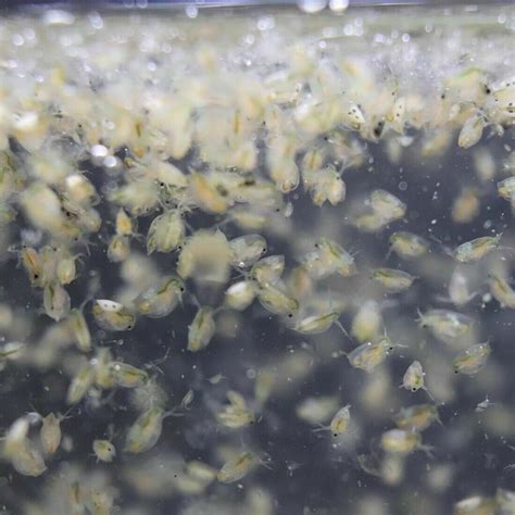 Water Fleas In Aquarium