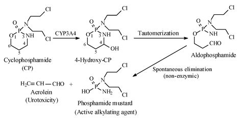 Metabolic-Hydroxy and Carboxy Functionalization of Alkyl Moieties in ...