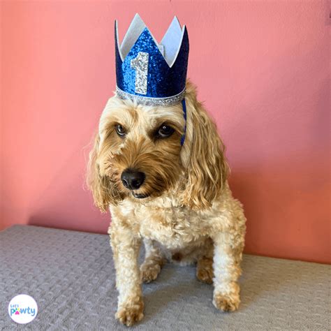 Birthday Hat Dog
