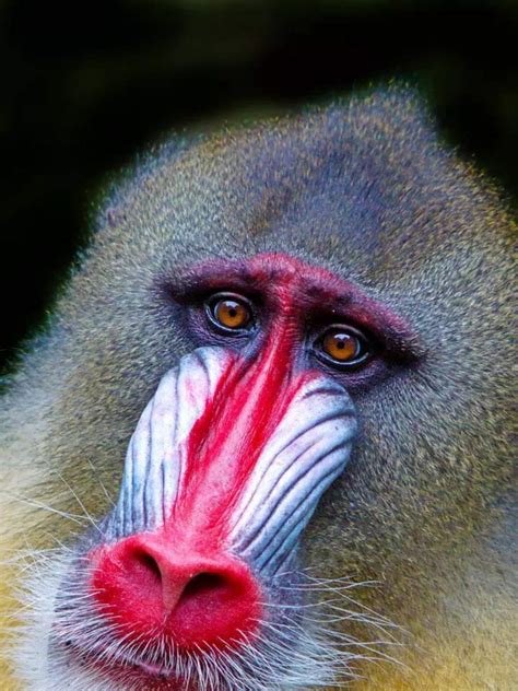 10 animals with the most beautiful colour and coat | Times of India