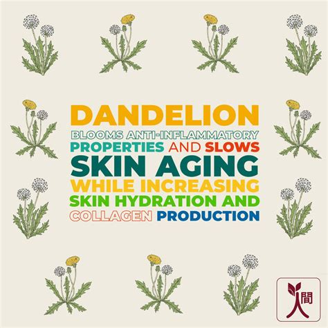 Buy NINGEN DANDELION FACIAL TONER BASIL WITCH HAZEL ALOE VERA TREATS ...