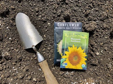 When to plant sunflower seeds