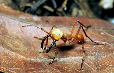 🐜 Муравей солдат - армейский муравьи солдатики, как выглядят, фото и ...