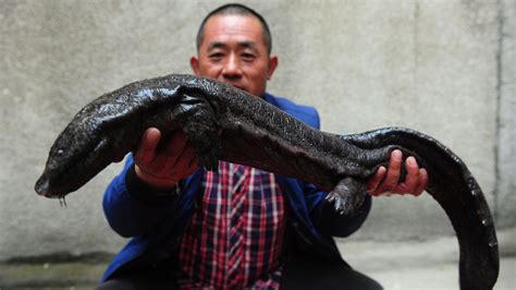 Giant Japanese Salamander