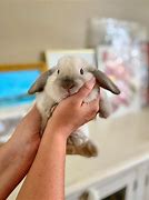 Image result for baby bunny care