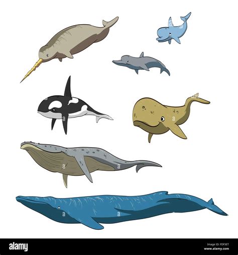Vector illustration whale cartoon Stock Vector Images - Alamy