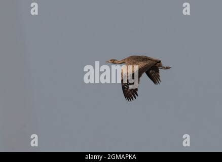 Image result for Alieneware Alpha